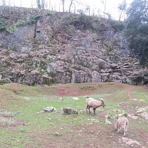 West Caucasian tur enclosure 050119