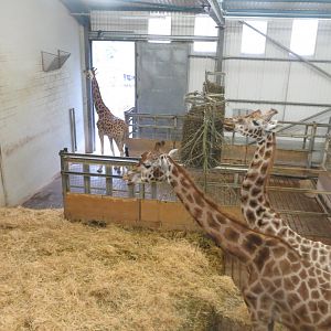 Giraffe indoors 050119