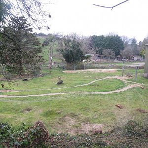 African elephant outdoors 050119