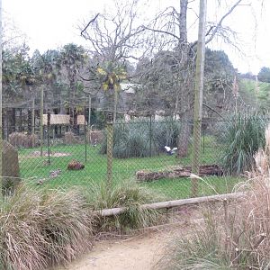 Crane and Secretary bird aviaries 050119