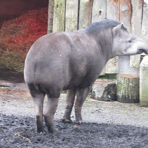 South American tapir 050119