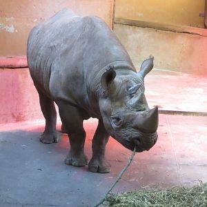 Black rhinoceros 050119