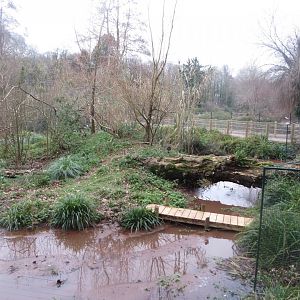 Allen's swamp monkey exhibit 050119