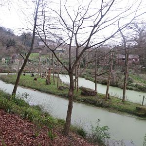 Orangutan outdoors 050119