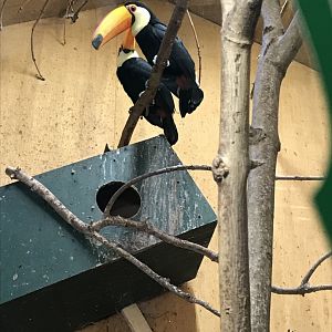 Toco toucans 050119