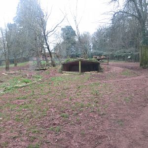 Asiatic lion enclosure 050119