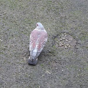 Walkthrough aviary - Speckled pigeon 050119