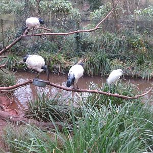 Walkthrough aviary - Sacred ibises and Little egret 050119