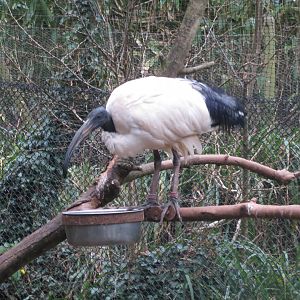 Walkthrough aviary - Sacred ibis 050119