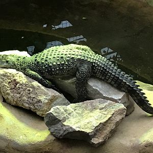 Tropical House - Cuban crocodile 050119
