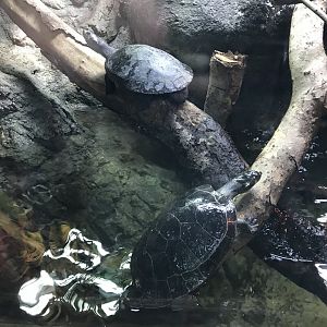Tropical House - Yellow-spotted river turtles 050119
