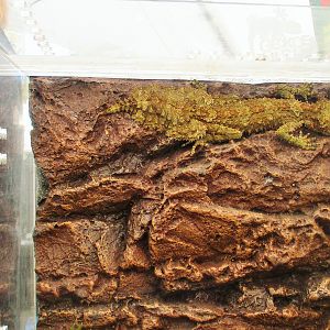 Rough-throated Leaf-tailed Gecko (Saltuarius salebrosus)