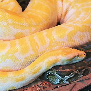 Albino Burmese Python (Python molurus bivittatus)