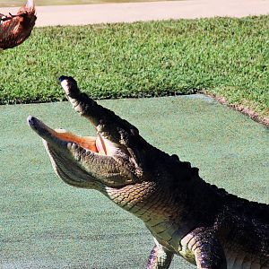 Saltwater Crocodile (Crocodylus porosus)