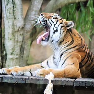 Generic Tiger (Panthera tigris)