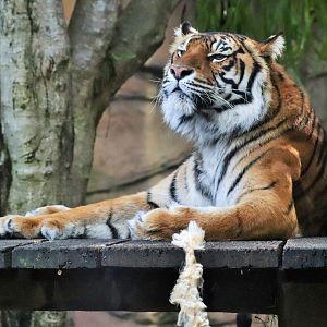 Generic Tiger (Panthera tigris)