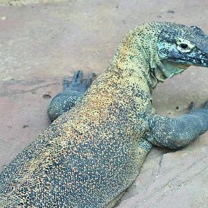 Komodo Dragon (Varanus komodoensis)