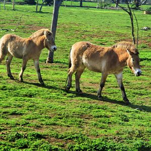 Przewalski's Horse (Equus ferus przewalskii)
