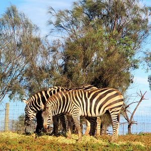 Plains Zebras (Equus quagga)