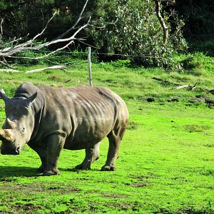 Southern White Rhinoceros (Ceratotherium simum simum)