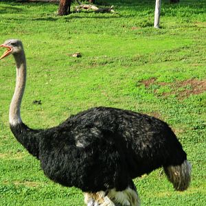 Ostrich (Struthio camelus)