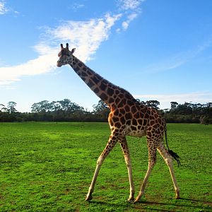 Giraffe (Giraffa camelopardalis)