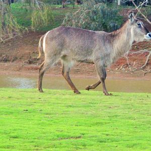 Female Waterbuck (Kobus ellipsiprymnus)