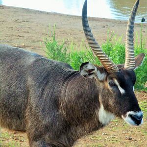 Male Waterbuck (Kobus ellipsiprymnus)