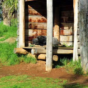 Sleeping Gorilla (Gorilla gorilla gorilla)