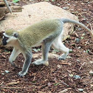 Vervet Monkey (Chlorocebus sp.)