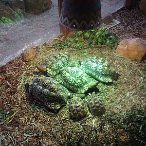 Leopard Tortoise (Stigmochelys pardalis)