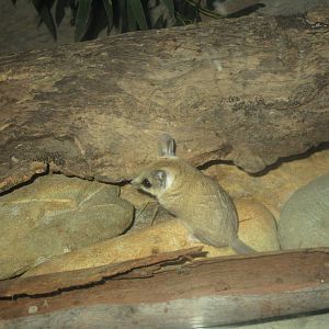 Fat-tailed Dunnart (Sminthopsis crassicaudata)