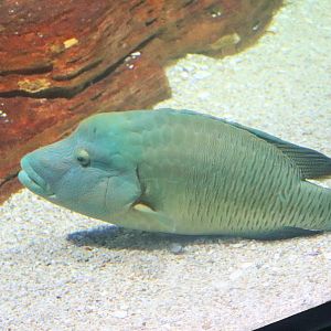 Humphead Wrasse (Cheilinus undulatus)