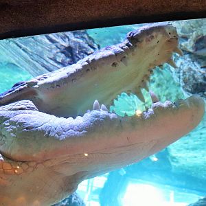 Saltwater Crocodile (Crocodylus porosus)