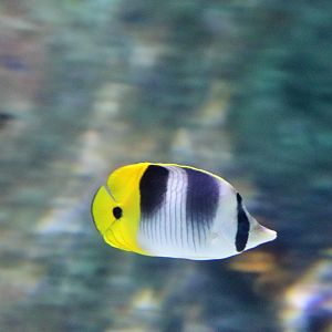 Double-saddle Butterflyfish (Chaetodon ulietensis)