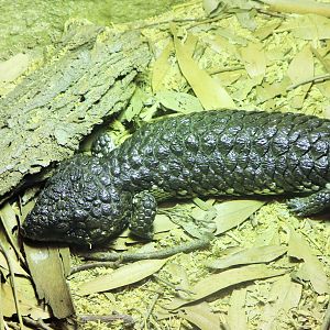 Shingleback (Tiliqua rugosa)