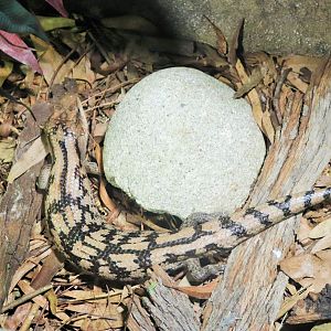 Blotched Blue-tongued Lizard (Tiliqua nigrolutea)
