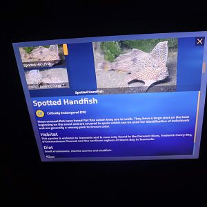 Spotted Handfish Signage