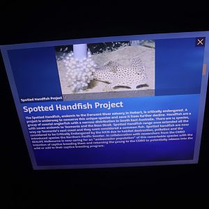 Spotted Handfish Signage