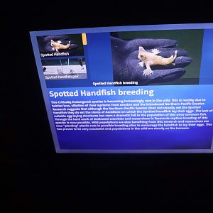 Spotted Handfish Signage