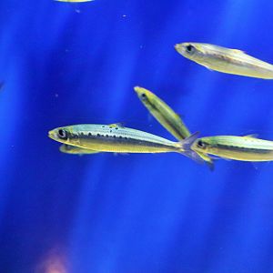 Australian Pilchard (Sardinops sagax)