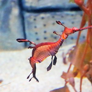 Weedy Seadragon (Phyllopteryx taeniolatus)
