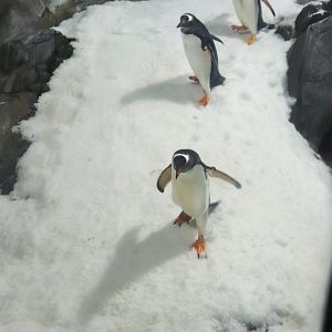 Penguin Slide