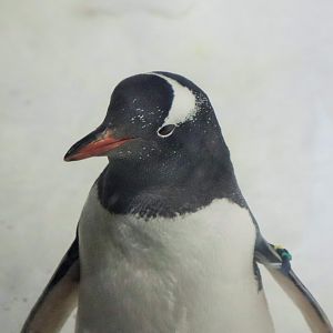 Gentoo Penguin (Pygoscelis papua)