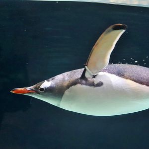 Gentoo Penguin (Pygoscelis papua)