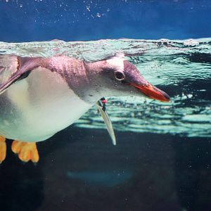 Gentoo Penguin (Pygoscelis papua)