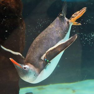 Gentoo Penguin (Pygoscelis papua)
