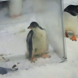 Gentoo Penguin Chick (Pygoscelis papua)