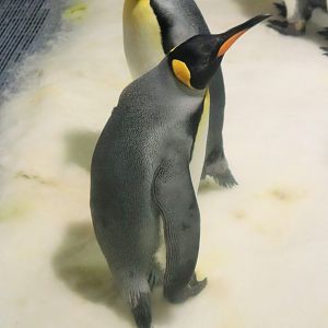 King Penguin (Aptenodytes patagonicus)