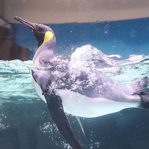 King Penguin (Aptenodytes patagonicus)